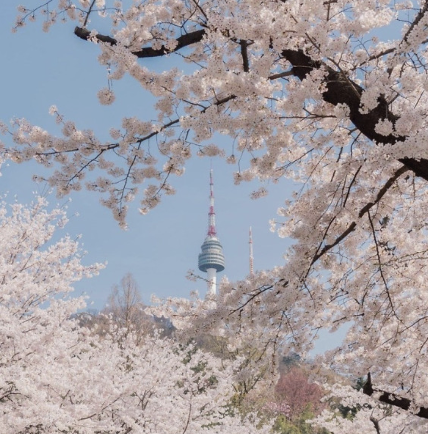 2025년 전국 벚꽃 개화 시기 가볼 만한 곳 벚꽃 구경 여행지 명소 추천 운중로 과천 서울대공원 석촌호수 남산타워 진해 군항제 경포대 벚꽃 축제하동 벚꽃길 충주댐 대청호