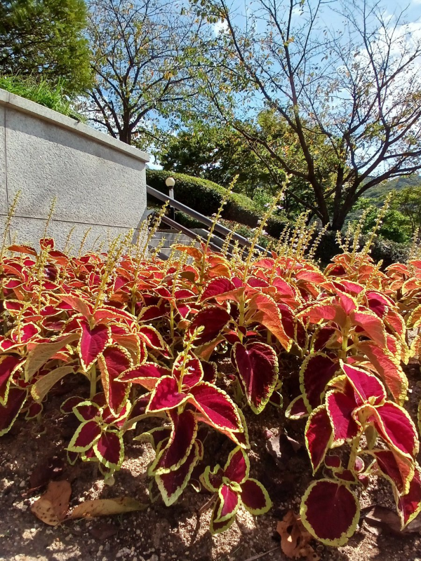 병목안 예쁜꽃