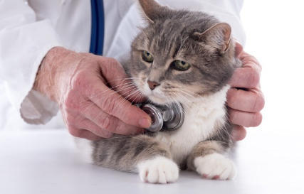 목에 청진기를 댈 수 있는 고양이.