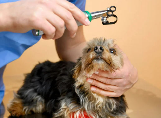 강아지 녹내장 증상, 수술 필수인가? 예방 및 치료법 한 번에 정리