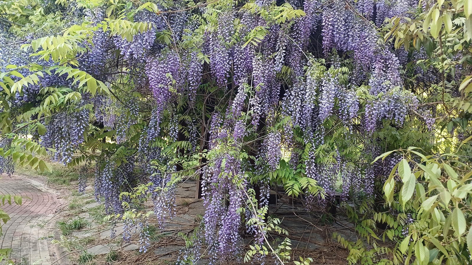 밀양 생태공원 등나무꽃1