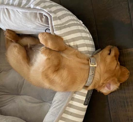 강아지들이 바닥에 대자로 쭉 뻗은 이유 Dogs lying with their legs stretched out on the floor...Why?