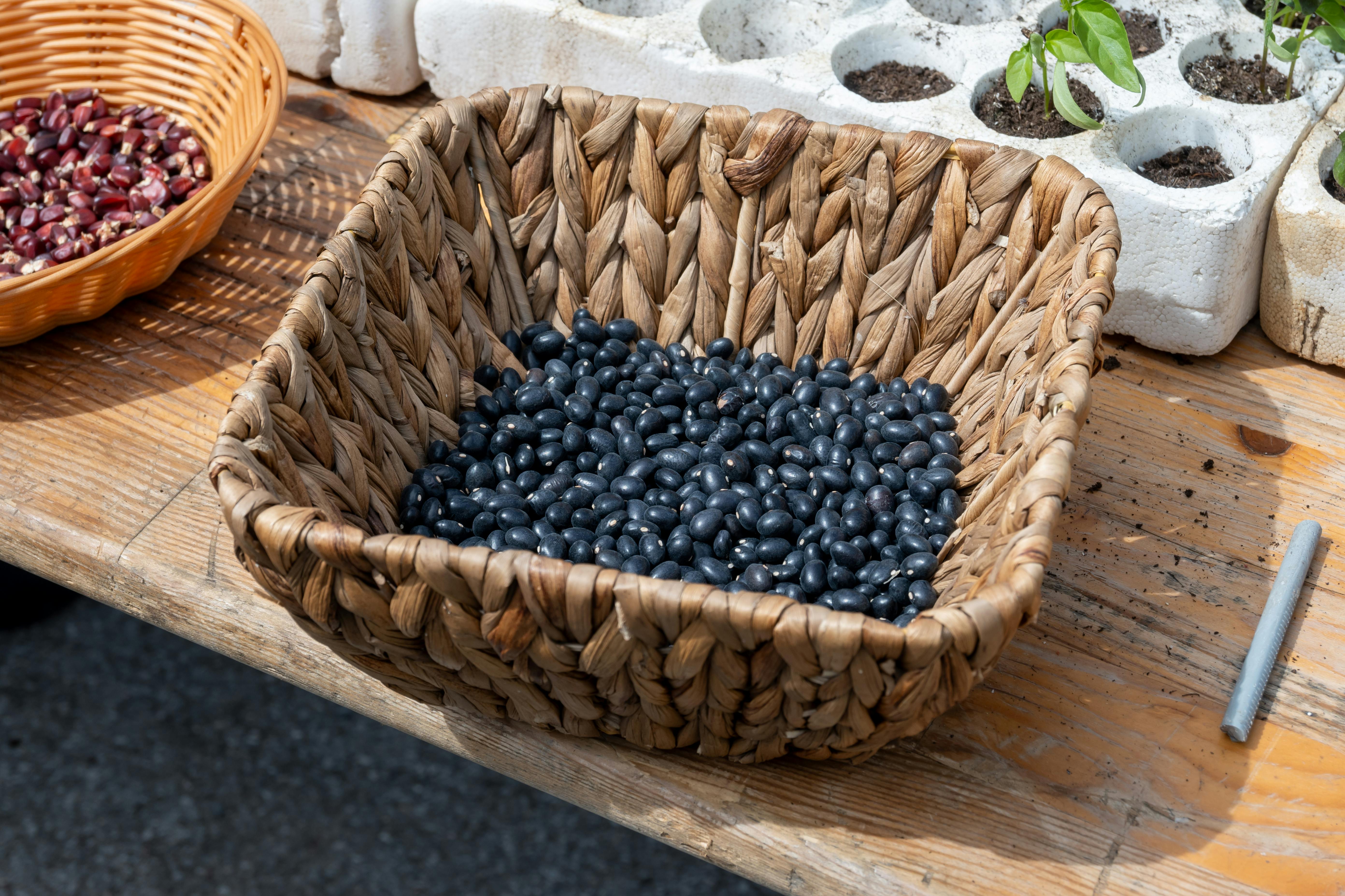 검은 콩의 효능과 부작용