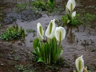 미즈나 재배 직파 요령 빠른 수확 통풍 관리_3