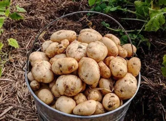 감자 싹나는 시기 파종 시기_9