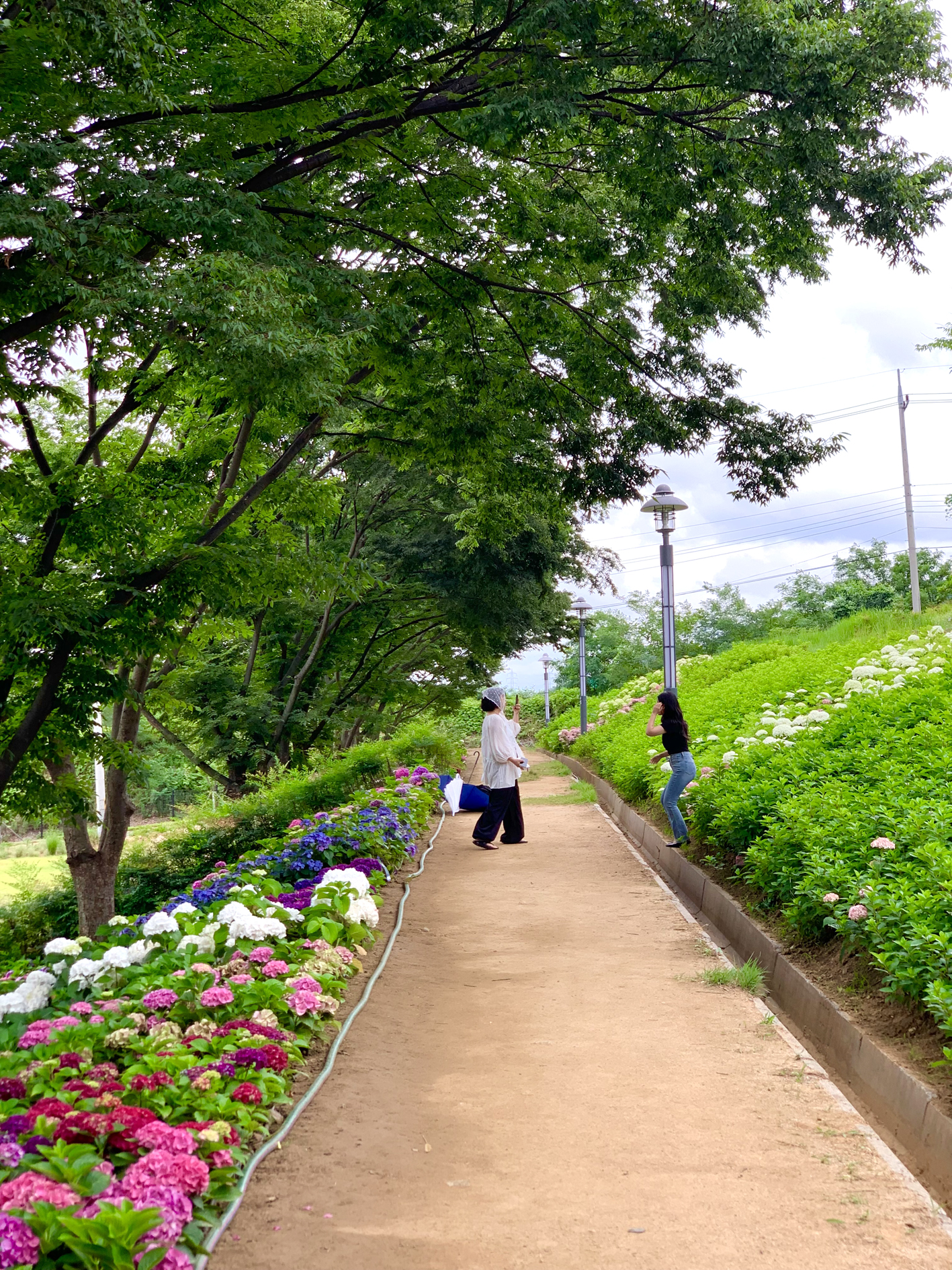 구미다온숲 수국핀 모습입니다.