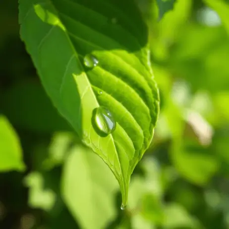 플로라필과 클로로필 차이 (쉽게 정리)