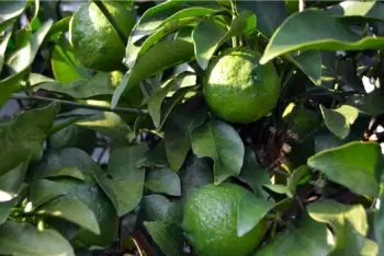 유자 가격 및 효능, 영양성분