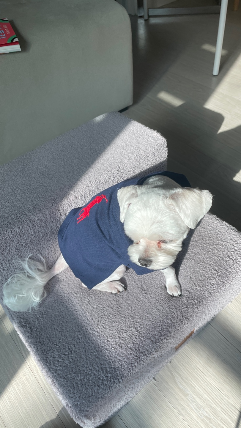폴로 반려견 옷