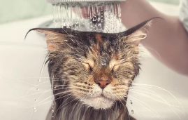 고양이 목욕사진/출처:어도비스톡