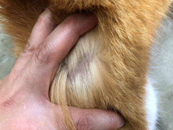 고양이탈모개선