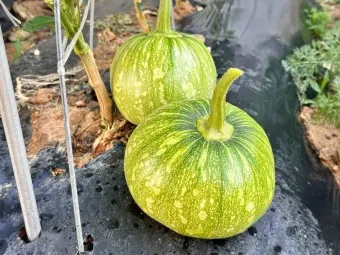 호박 효능_17