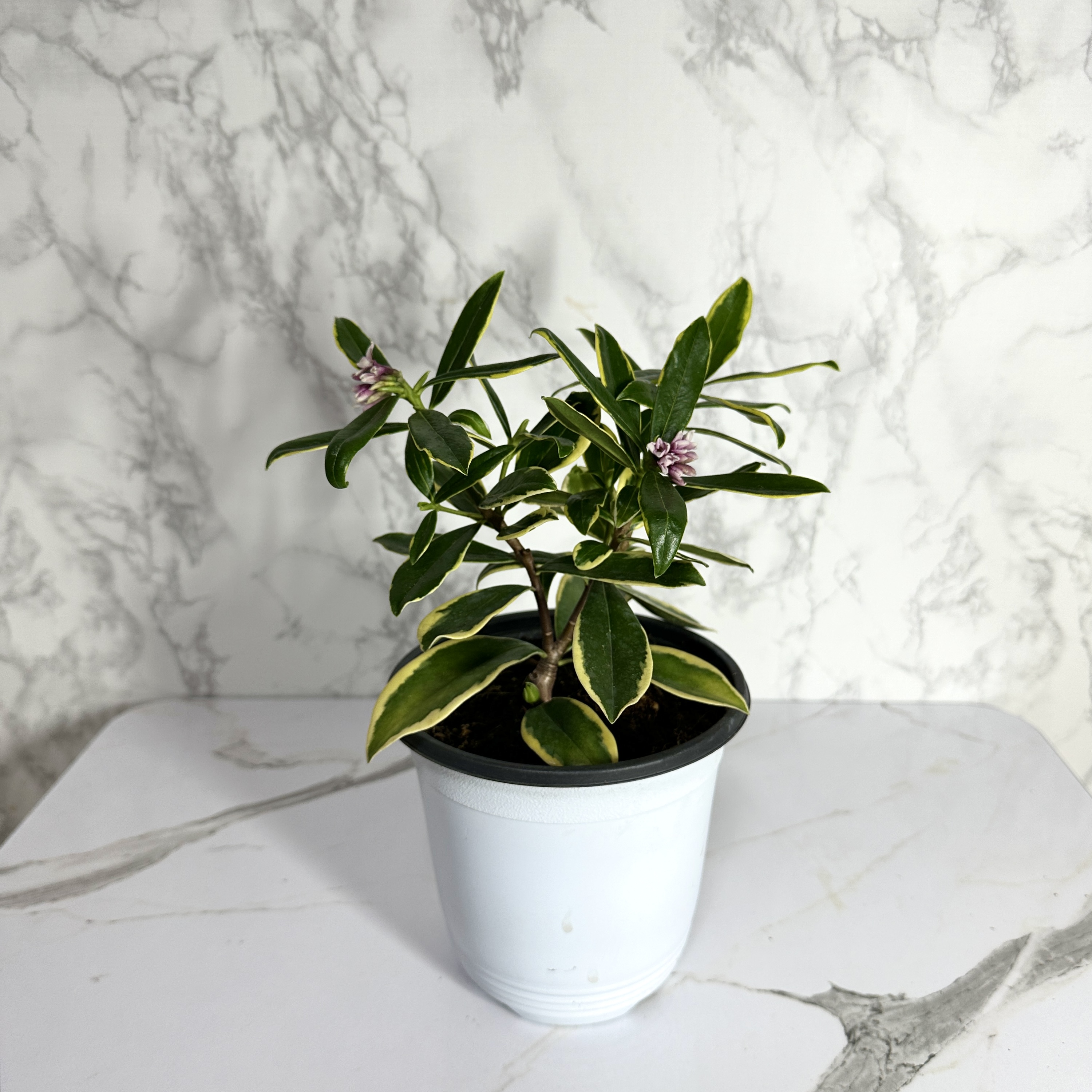 황금무늬 천리향 키우기