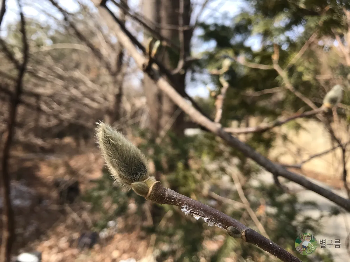 양평-봄-순-싹을 틔울 준비를 하는 순