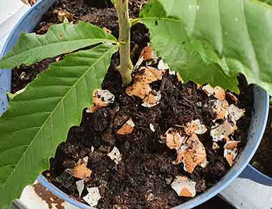 천연비료 만드는 법 달걀 껍질