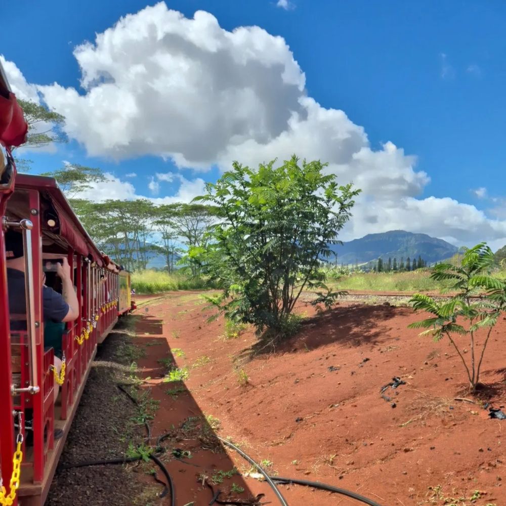 돌 플랜테이션 열차탑승