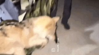 늑구 포획 성공 마취총 생포 건강상태(영상)