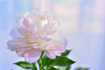 합천 핫들생태공원, 작약꽃 만개 명소