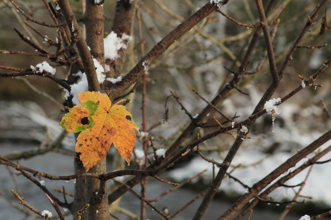 Seasonality