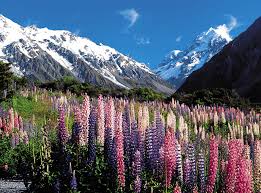 테카포 호수 & 마운트 쿡 국립공원 사진