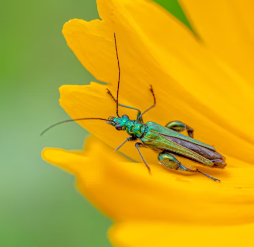 러브 버그 퇴치 방법 총정리 2025