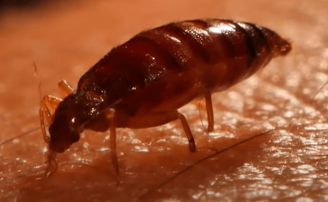 피를 빨고 있는 빈대