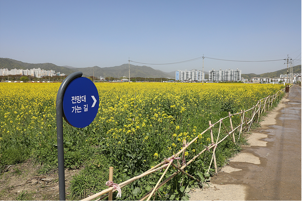 유채꽃 개화시기.유채꽃 명소.2023년안내