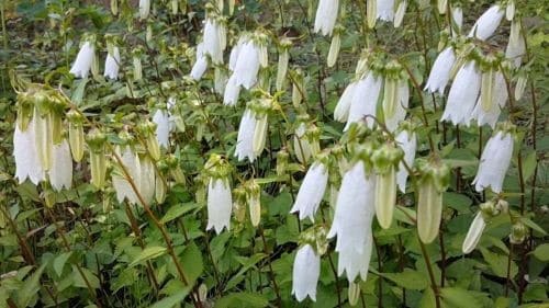 섬초롱꽃-재배법-모종심기-심는시기-정식시기-심는방법-정식방법-분주번식-포기나누기