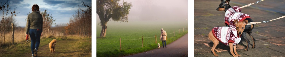 강아지 여름 주의사항