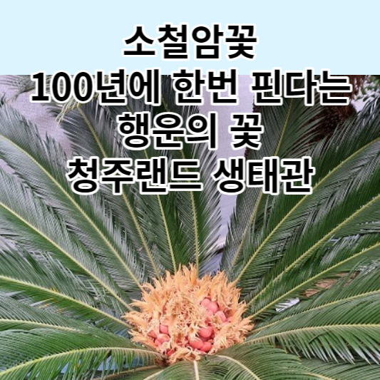 소철암꽃-청주랜드-생태관