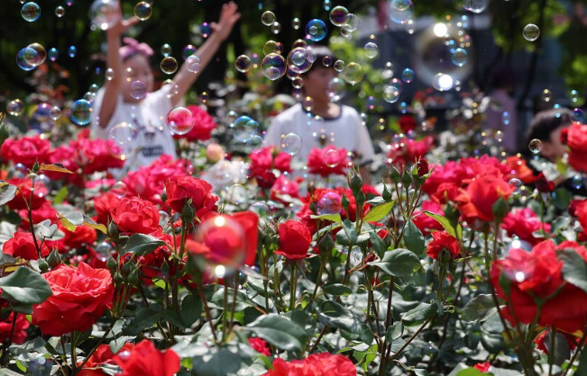 중랑 서울장미축제 입장료