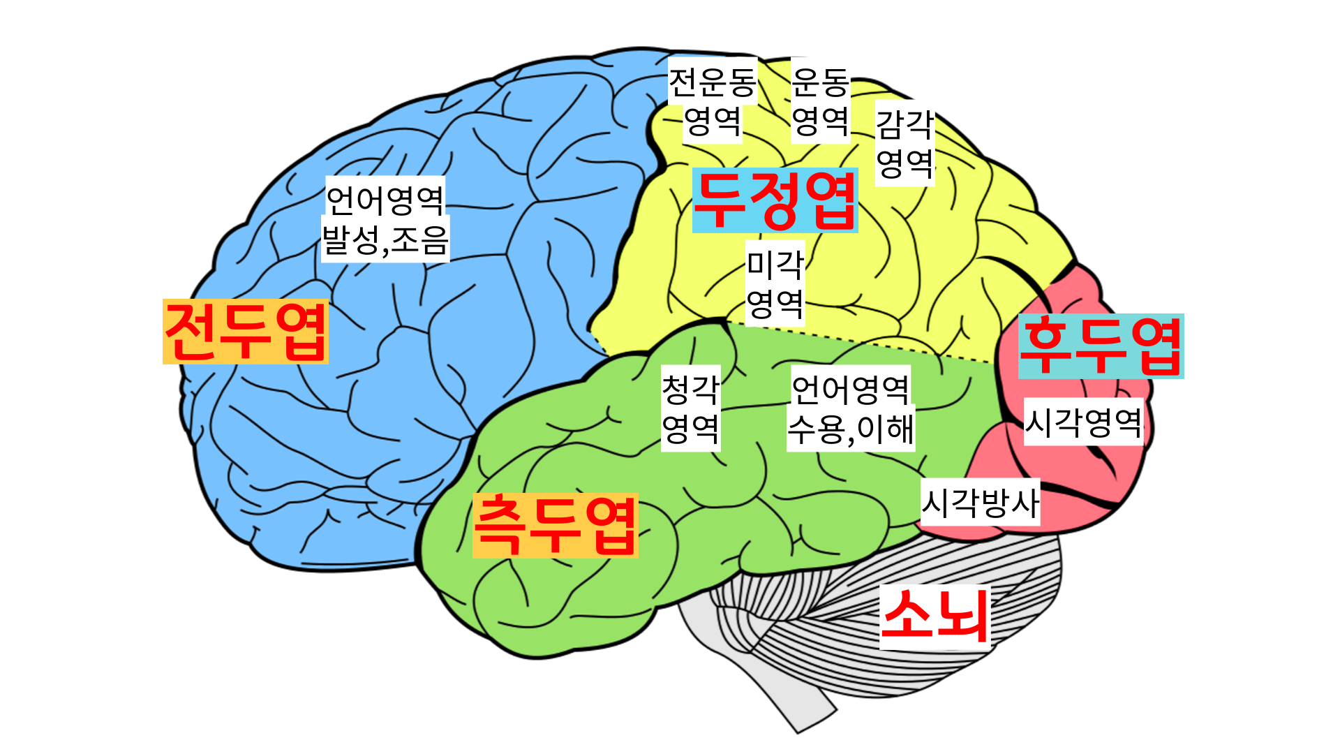 대뇌피질구조_전두엽_측두엽_두정엽_후두엽