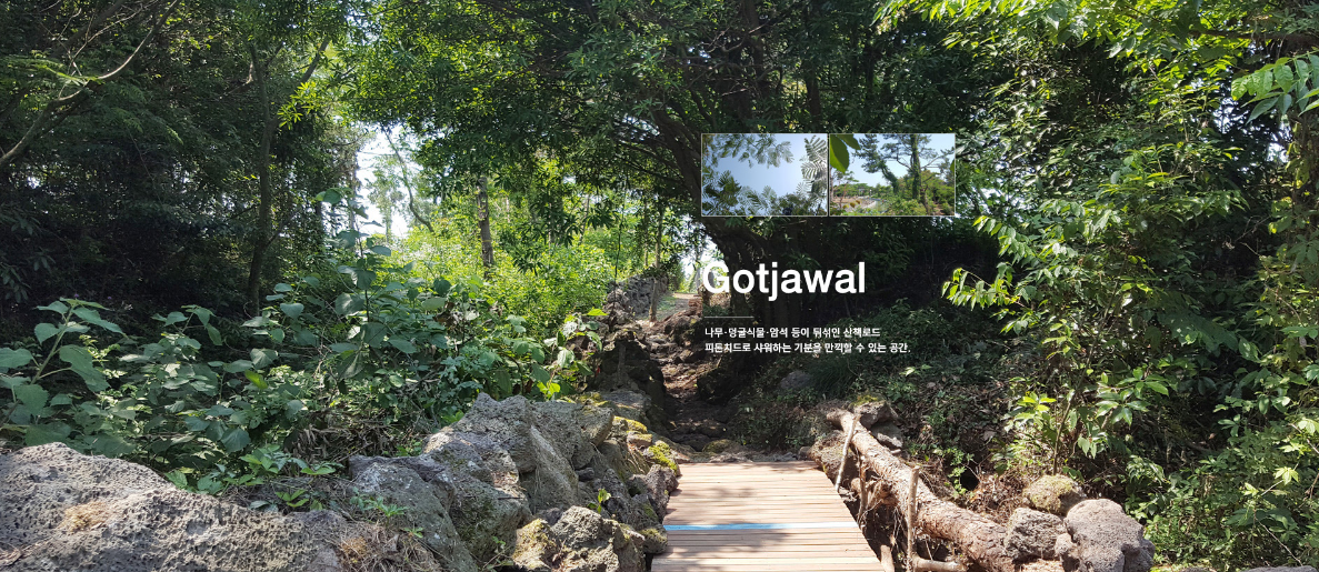 비체올린 능소화축제