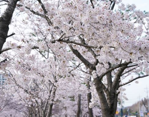 영천 벚꽃