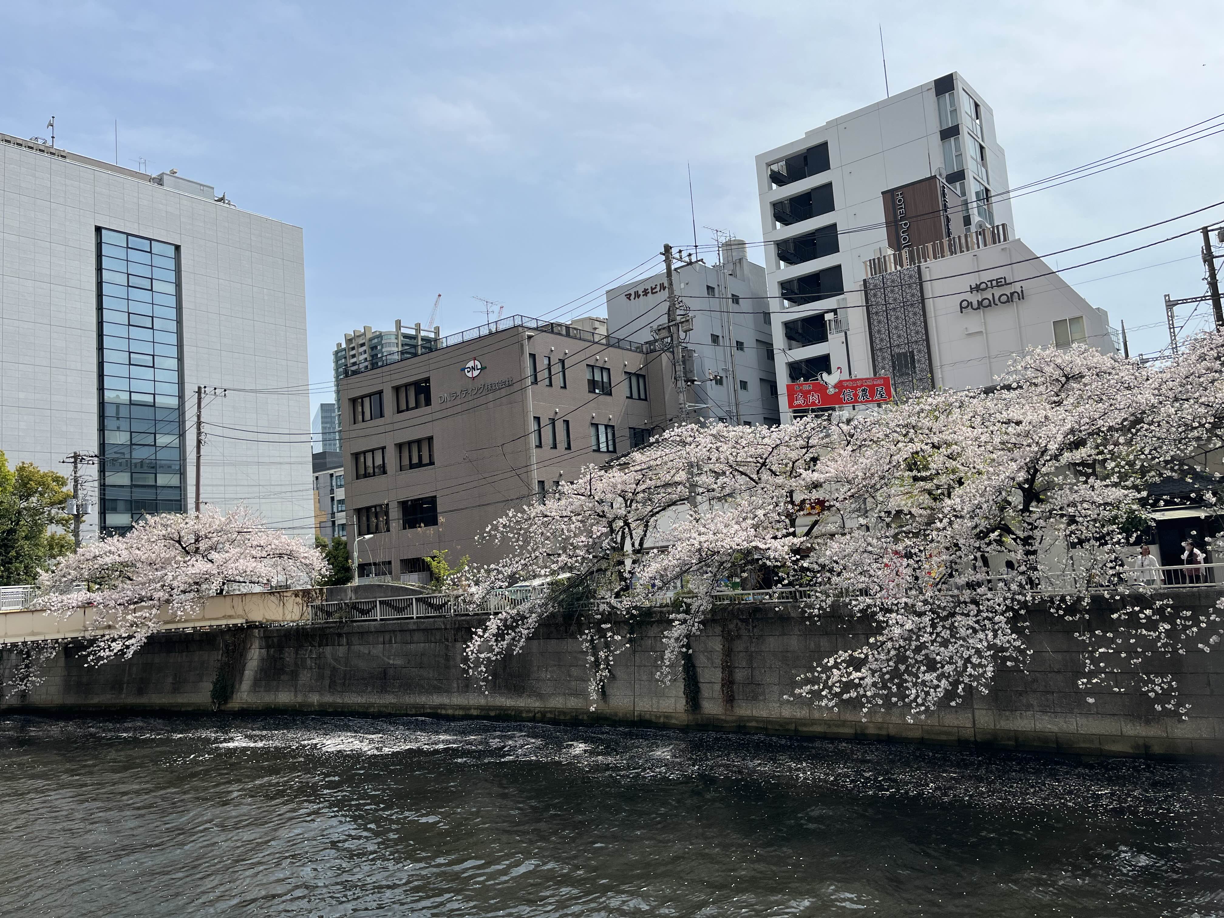 메구로강 벚꽃 산책