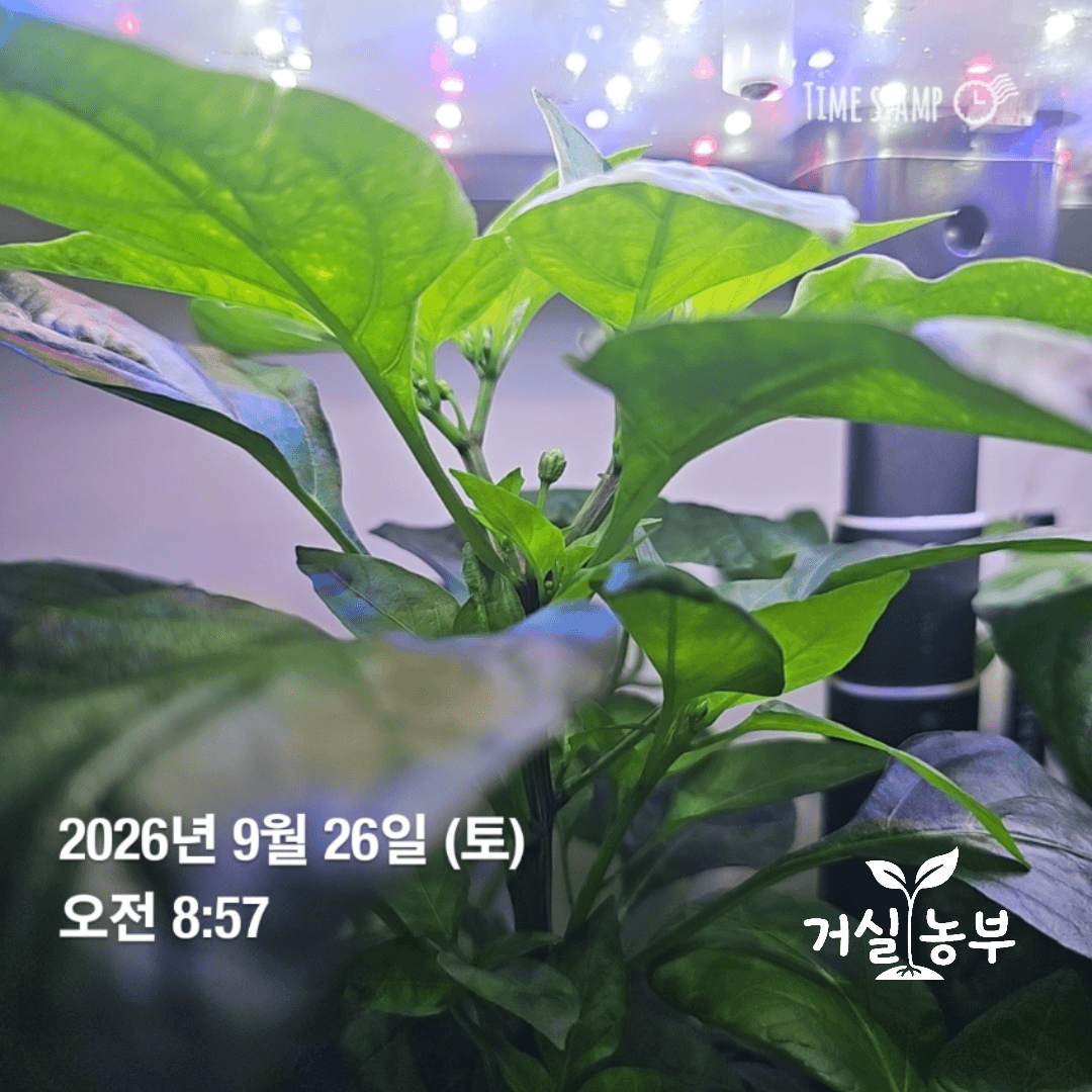 9월 26일 수경재배 고추 줄기 사이에 생긴 꽃봉오리