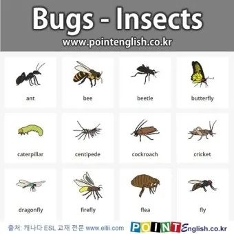곤충 종류와 특징 생김새 습성 먹이 요약 정리_3