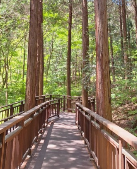 '100억송이' 가을꽃