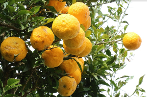유자가 나무에 가득 달려있다