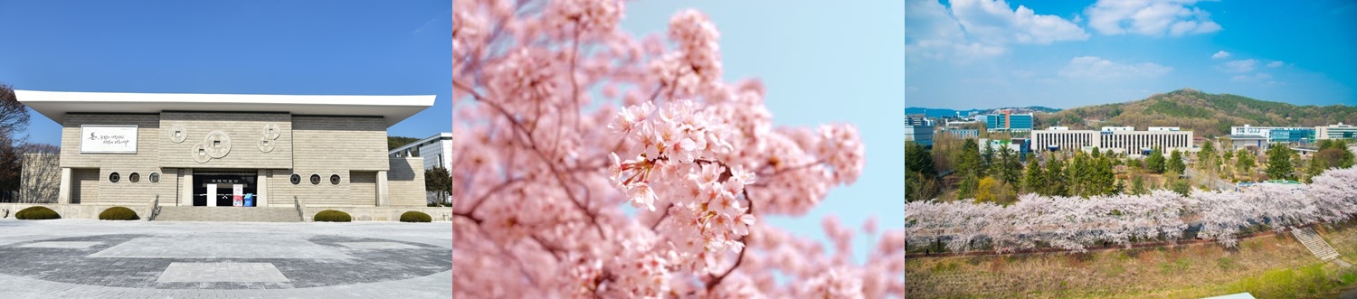 화폐박물관 벚꽃놀이