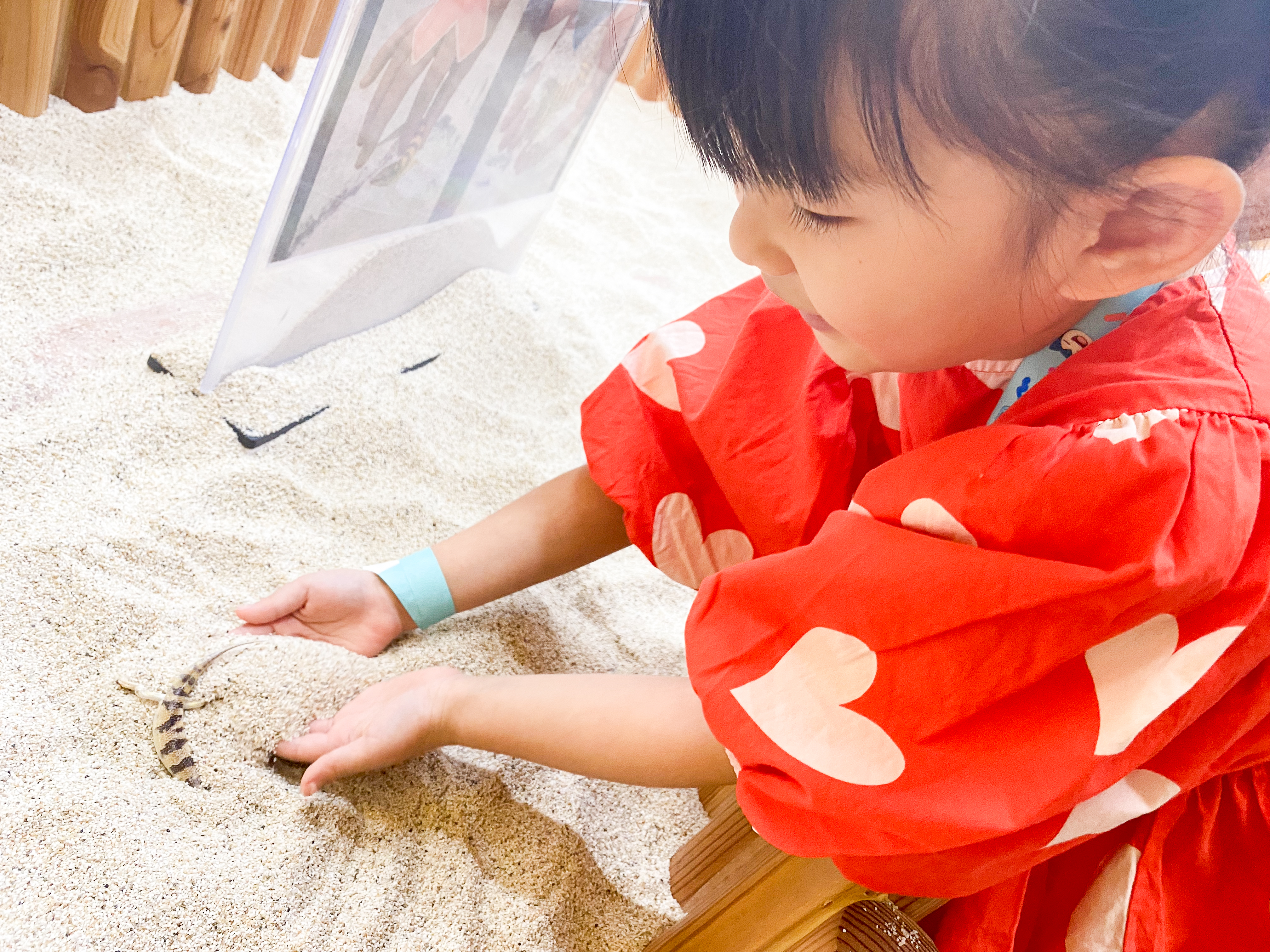 모래 속에 사는 파충류 샌드피쉬