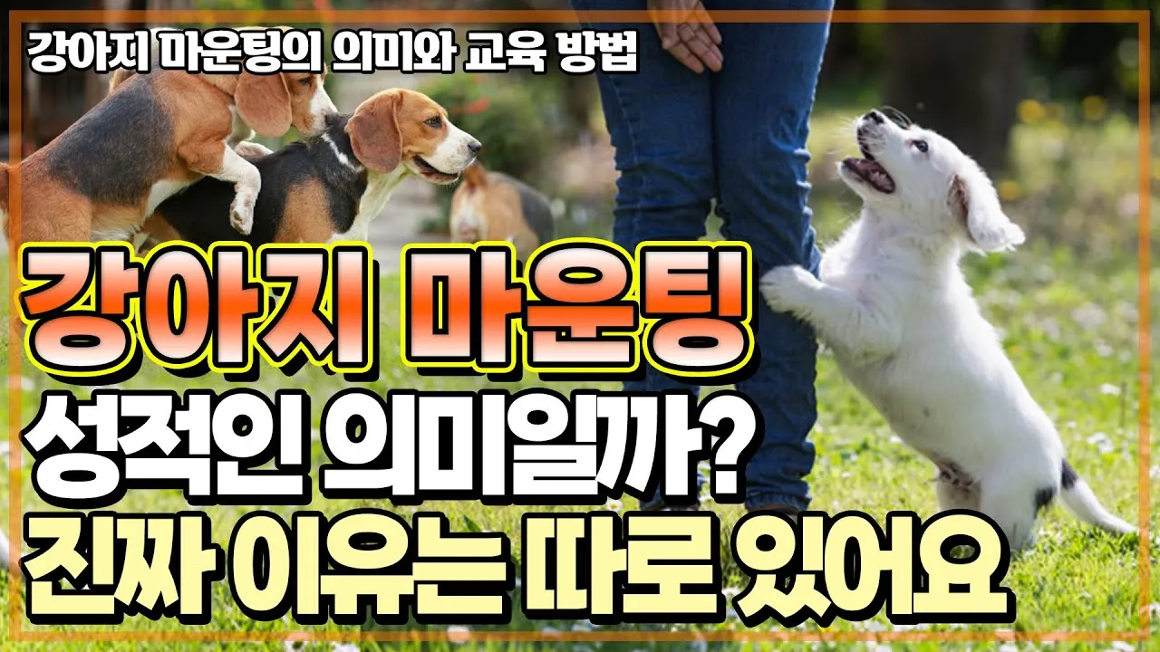 강아지 마운팅 이유 해결 방법_8