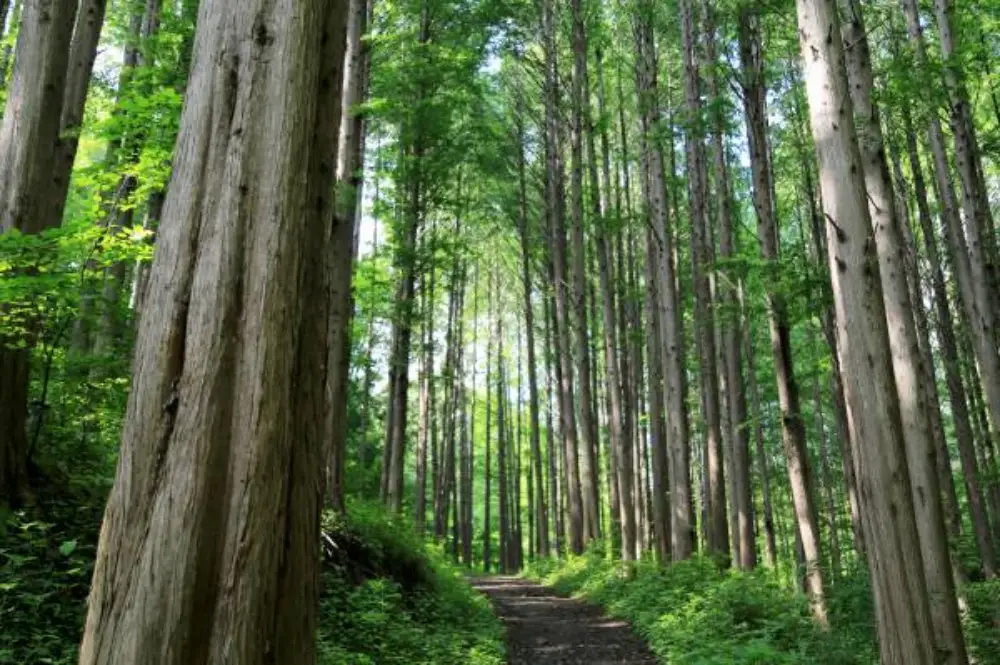 옥천 화인산림욕장