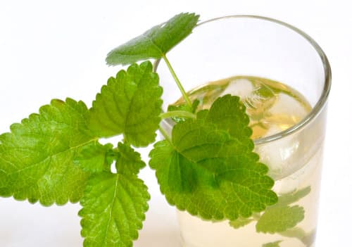 수면질 레몬밤차