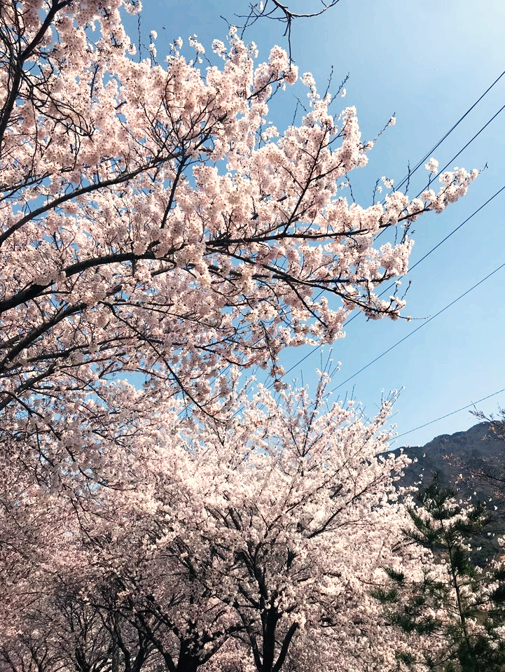 홍성 광천 오서산 벚꽃길 주차 팁 등산 코스 안내
