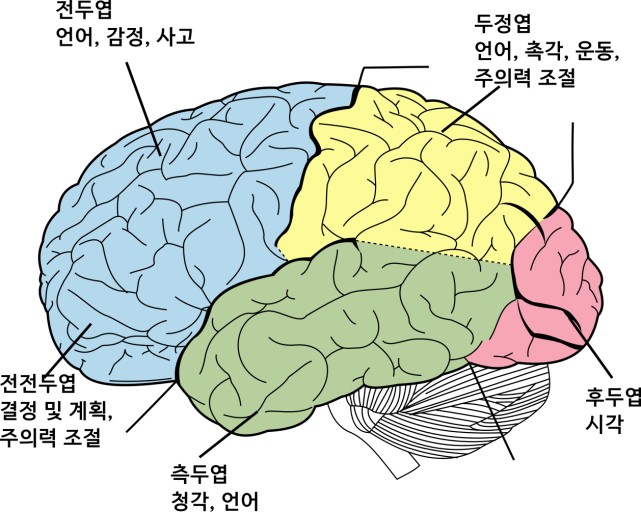 대뇌