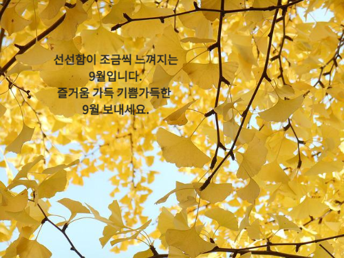 노랗게 물든 은행 나뭇잎
