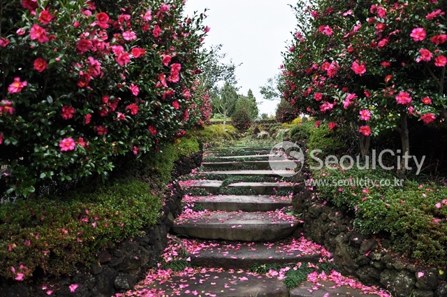 제주도-가볼만한곳-10곳-카멜리아힐2