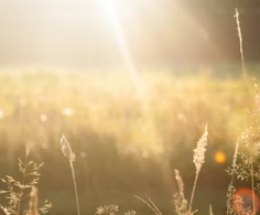 비타민d 하루 권장량 먹는법