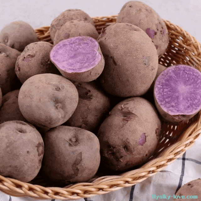 속이 보라색인 자색감자